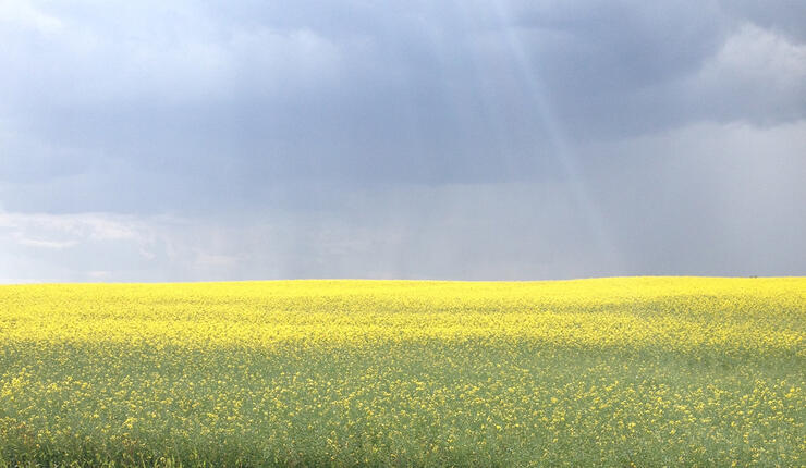 Cochrane canola PO