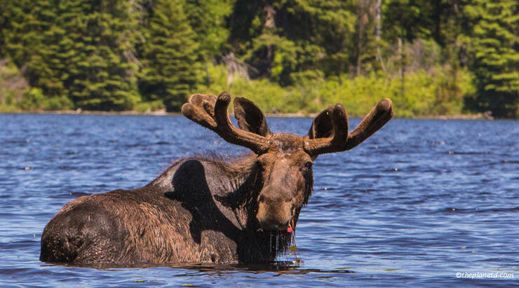 moose-safari-algonquin-park-ontario-portal-31-X2